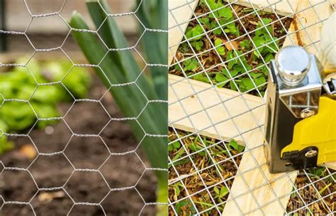 Chicken Wire Vs Hardware Cloth