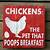 chickens the pets that poop breakfast