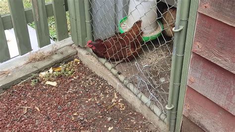 Chickens Breaking Their Necks