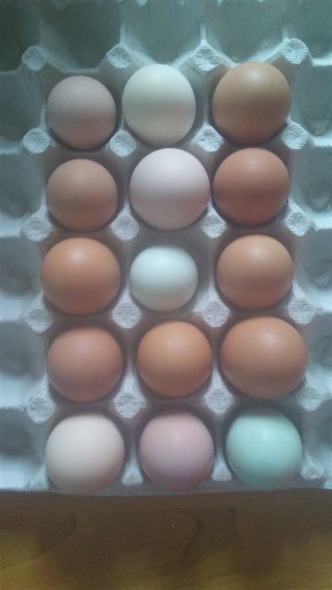 Chickens Eggs Ebay