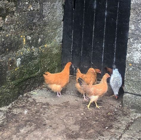 chickens for sale cornwall uk