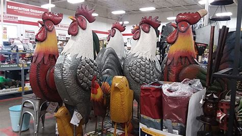 chickens from tractor supply