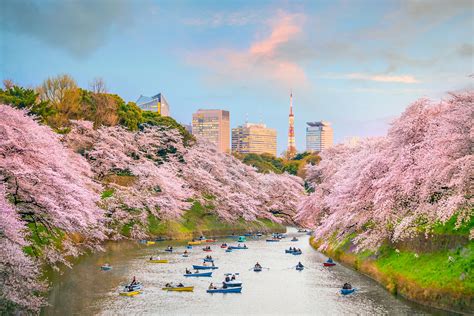千鳥ヶ淵の桜絶景を混雑回避で楽しむ！ボートとライトアップ攻略