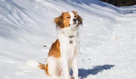 Resultat De Recherche D Images Pour Petit Chien Hollandais De Chasse Au Gibier D Eau Chasse Au Gibier D Eau Petit Chien Chien