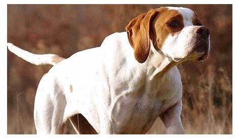 Chien De Chasse Pointer On Point Animaux