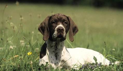 Chien De Chasse Race Pointer On Point Animaux