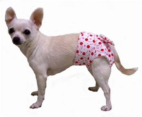 Male dog belly band diaper in CHIHUAHUA print your choice of