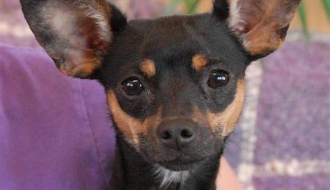 Chihuahua Pinscher Mix Animals Pinterest Dog, Pup