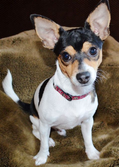 chihuahua and rat terrier mix