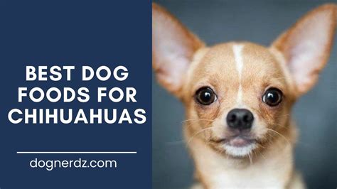 chihuahua dog food reviews