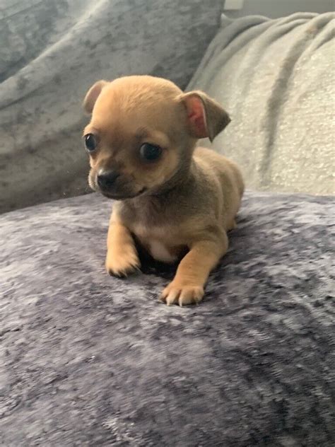 chihuahua for sale gumtree