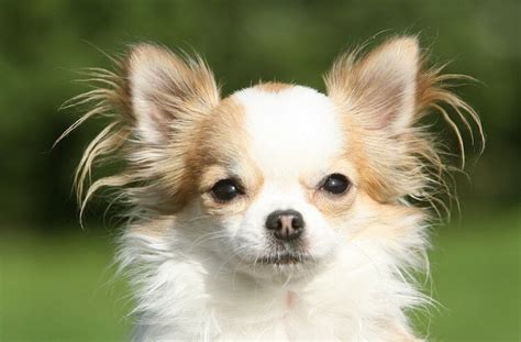The Chihuahua Long Coat Price Hairstyles Inspiration