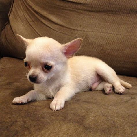 chihuahua puppies for sale cheap
