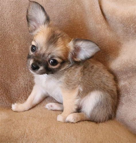chihuahua puppies for sale near me
