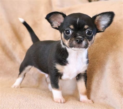 chihuahua puppies for sale near me 2021