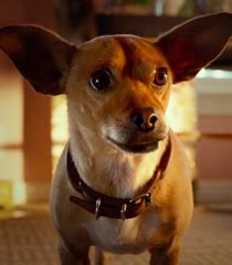 chihuahua puppy love voice actor