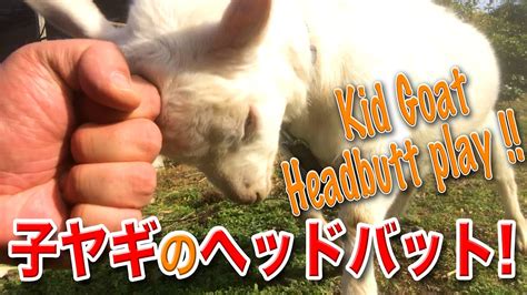 Child Headbutt Goat