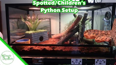 SPOTTED/CHILDREN’S PYTHON SETUP!! YouTube