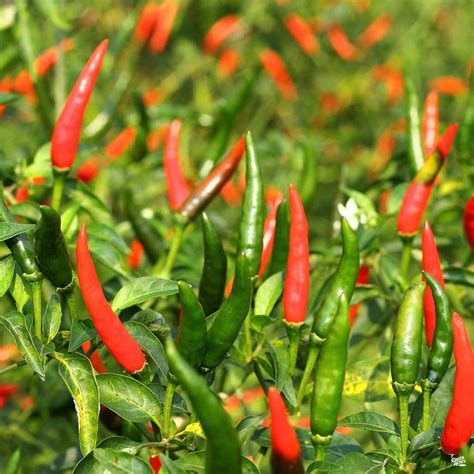 chile de arbol plants for sale