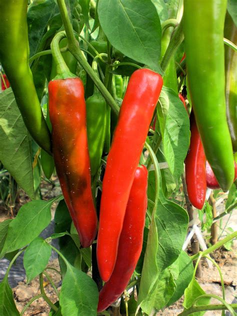 chile pepper seeds