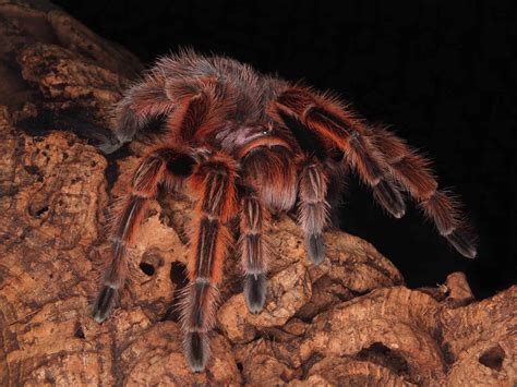 Chilean Rose Tarantula: Ultimate Care Guide Revealed