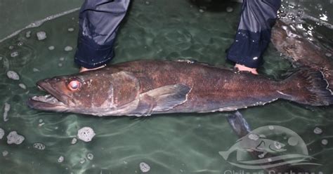 chilean sea bass alternative