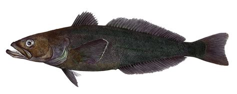 chilean sea bass fish wikipedia
