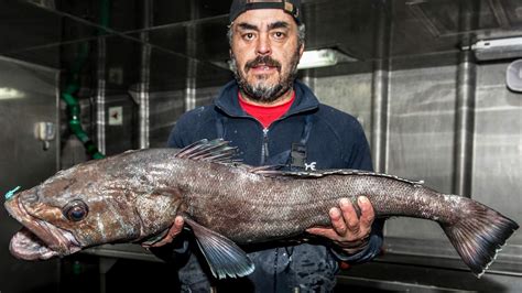 chilean sea bass fishery