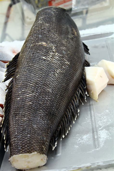 chilean sea bass for sale