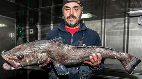 chilean sea bass real fish
