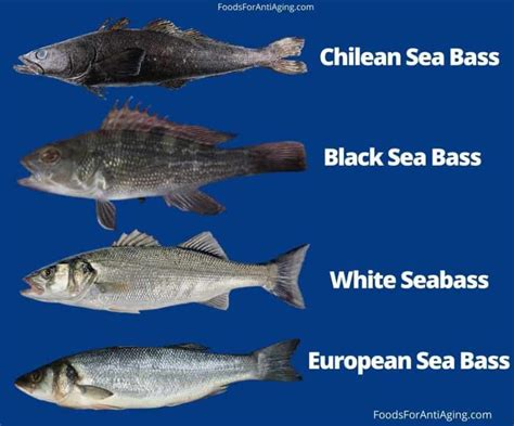 chilean sea bass vs black cod