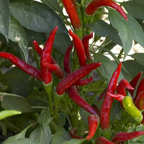 chili pepper seeds for sale
