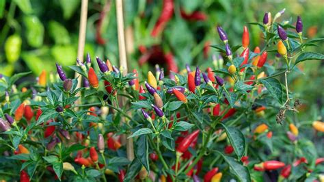 chili plants