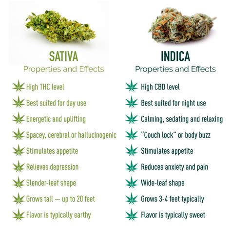 chilly indica or sativa
