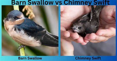 Learn 8 Details chimney swift vs swallow uncover their true bird differences