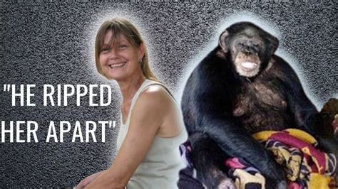 chimpanzee attack travis article