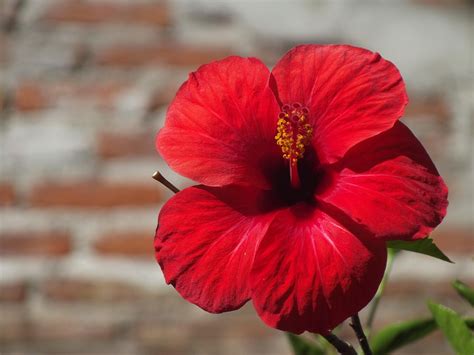 Unveiling the Beauty and Benefits of China Rose: A Must-Know Flower