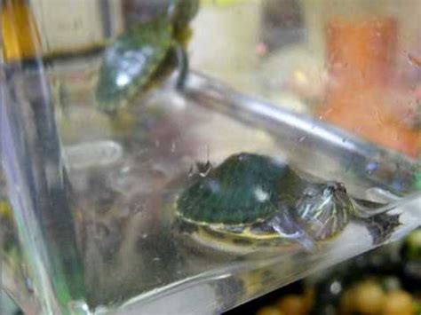 Chinatown Turtles