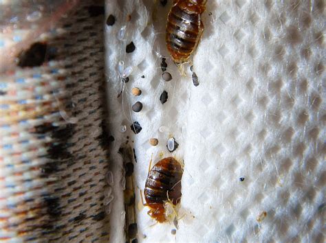 Effective Solutions for Eliminating Chinches de Cama Infestations