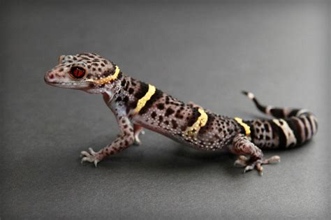 Chinese cave gecko for sale online baby chinese cave geckos for sale