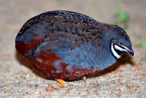 The King Quail (Coturnix chinensis) also known as Button Quail, Chinese