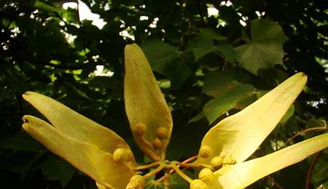 Chinese Parasol Tree For Sale Firmiana Simplex ( ) Brian's Botanicals