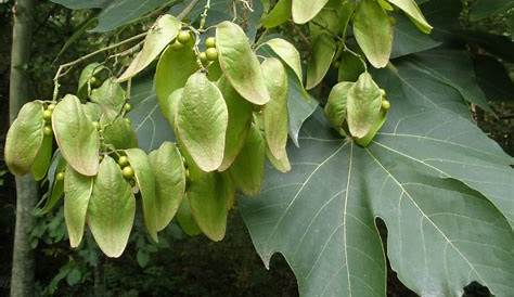 Chinese Parasol Tree Leaf CHINESE PARASOL TREE Firmiana Simplex 10+ SEEDS EBay
