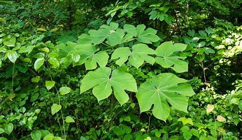 Chinese Parasol Tree Pictures Buy Firmiana Simplex With Canarius