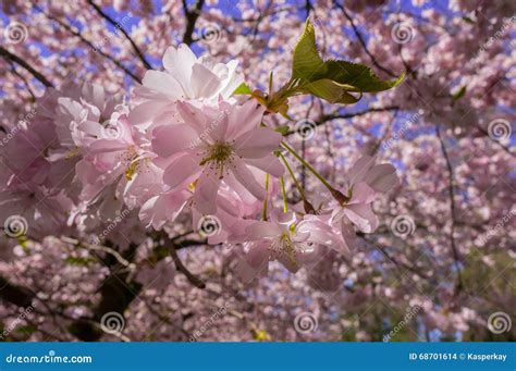 chinese cherry trees