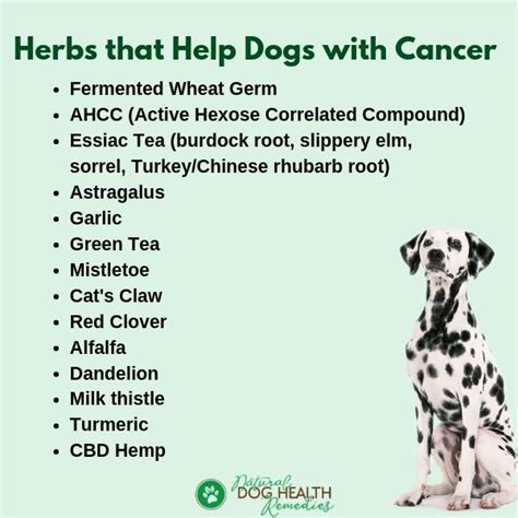 chinese herbs for dogs with cancer