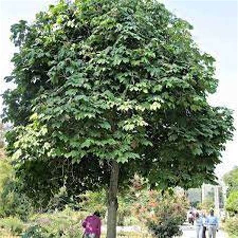 chinese parasol tree pictures