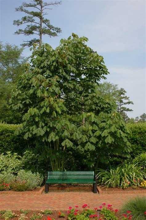 chinese parasol trees