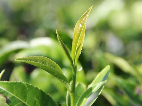 chinese tea plant camellia sinensis