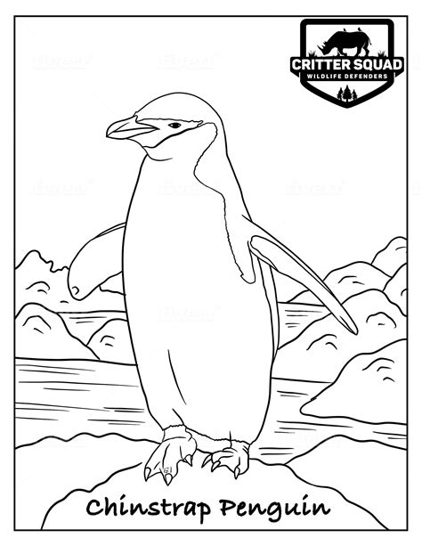 chinstrap penguin coloring page printable template